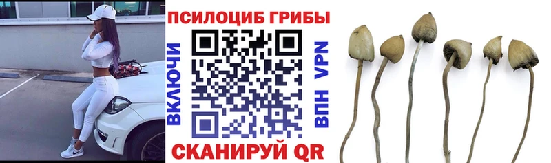 маркетплейс официальный сайт  Медвежьегорск  Псилоцибиновые грибы Psilocybe  сколько стоит 